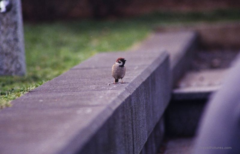 bird